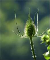 . Wilde Karde ganz zahm. 16.07.2013 (Jeanny)