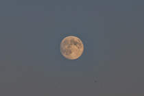 Mauersegler vor Mond. - 21.07.2013