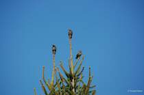   Ja nicht den Anschluss verpassen   3 Staren am Morgen in Lichtenfels 07.10.2007