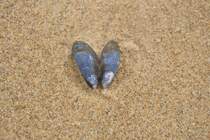 Schmetterling oder Muschel, wenn ich nicht wsste das es sich um einem Babymiesmuschel handelt man knnte es vermuten das es ein Flattertier wr ;-) 22.9.2013