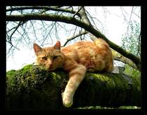 Mein Kater Peppino genie�t auf unserem Kirschbaum die sonnigen Herbsttage.