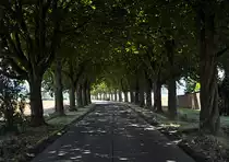 Allee im Abendlicht bei Euskirchen - 16.08.2013