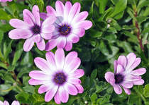 Bl�ten im Garten - 20.08.2013