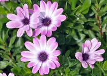 Bl�ten im Garten - 20.08.2013