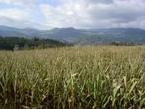 Ausblick vom Karlsberg bei St. Veit an der Glan (02.10.2013)
