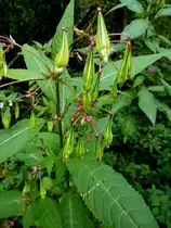 Indisches Springkraut, mittlerweile sehr h�ufig in unserer Gegend, hier die fertigen Samenh�llen, kurz vor dem Aufspringen, der Schleudermechanismus wirft die Samenk�rner meterweit in die Umgebung, Okt.2013