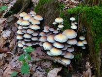 Graubl�ttriger oder Milder Schwefelkopf, an Baumst�mpfen, recht h�ufig in unseren W�ldern, jung e�bar, Okt.2013