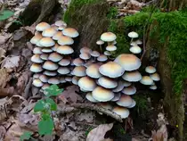 Graubl�ttriger oder Milder Schwefelkopf, an Baumst�mpfen, recht h�ufig in unseren W�ldern, jung e�bar, Okt.2013