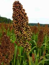 Hirse vor der Ernte, gesehen in der s�dlichen Rheinebene, Okt.2013