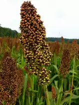 Hirse vor der Ernte, gesehen in der s�dlichen Rheinebene, Okt.2013