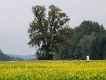Herbstspaziergang, vorbei am bl�henden Acker-Senf Feld und am m�chtigen Birnenbaum; 131006