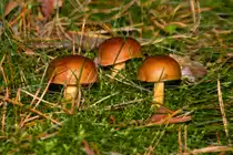 Pilz Trio landet nach einigen Fotos ins K�rbchen. - 04.09.2013