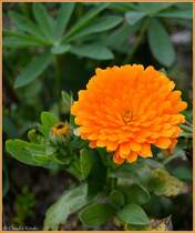 In voller Bl�te. 04.Oktober 2013