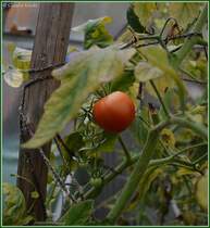 Erntereif! Aufgenommen am 04.10.2013