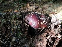 Steinpilz(Boletus edulis) hat den Durchbruch an die Erdoberfl�che geschafft; 130928