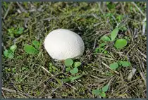 Ein Wiesenst�ubling, ein im jungen Zustand essbarer Bovist, kommt vor allem auf Wiesen, in G�rten und an Wegr�ndern vor. (bei Radegast, 28.09.2013)