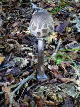 Parasolpilz, hier im jungen Stadium, wird auch  Paukenschlegel  genannt, wohlschmeckender Speisepilz, recht h�ufig, Okt.2013