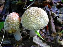 Perlpilz oder R�tender Wulstling, geh�rt zur Gattung der Knollenbl�tterpilze, ist aber e�bar, recht h�ufig in unseren W�ldern, Okt.2013