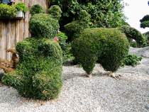 Kunstvoll geschnittene Buchsbaumstr�ucher; 130922