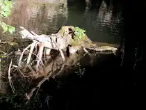 Baumstumpfspiegelung in einem Bacht�mpel; 130906