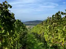 Blick vom Tuniberg zum Weinort Ihringen am Kaiserstuhl, am Horizont die Vogesen, Okt.2013