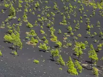 Schwarzsandiger, kiefernbestandener Hang des Volc�n Mart�n, La Palma, Oktober 2013.