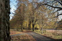 Die sch�ne Allee hinter dem Rathaus in Braunlage in buntem Herbstlaub; Aufnahme vom sp�ten Nachmittag des 22.10.2013...