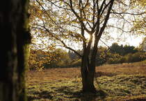 Oktoberabendstimmung in Braunlage: B�ume im Gegenlicht der Sp�tnachmittagssonne; Blick von der Allee hinter dem Rathaus am 22.10.2013...
