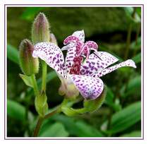 Behaarte Kr�tenlilie - Tricyrtis pilosa Wall... Fotografiert im Botanischen Garten der Ruhr-Universit�t Bochum