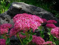Der Herbst h�lt Einzug - Fetthenne (Sedum spec). Fotografiert im Botanischen Garten der Ruhr-Universit�t Bochum.