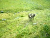 Ein SCHNAPPSCHUSS zwischen Oberalppass und N�tschen aufgenommen aus einem fahrenden Zug am 07.08.2007..