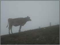 Begegnung in den Wolken auf der Rigi-Kulm. (20.07.2007)