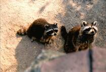 Waschb�ren im Duisburger Zoo -  ohne Worte 