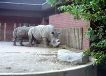 Nash�rner im Krefelder Zoo - 