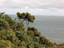 Bl�hender Ginster im Herbst.
(September 2007)