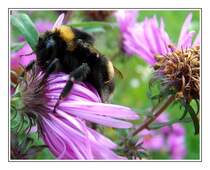 Die Hummel hatte wahrscheinlich noch nicht die notwendige Betriebstemperatur erreicht. Ansonsten w�re eine Makroaufnahme aus dieser N�he wahrscheinlich nicht m�glich gewesen.