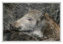 Frischlinge bei den Wildschweinen im Kaisergarten Oberhausen. Dieser kleine Bursche schaffte es aufgrund des gro�en Ansturms zun�chst nicht ans Futter.