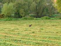 Direkt an der Mulde bei Trebsen ging ein Schwarzstorch auf Beutefang, 29.10.07