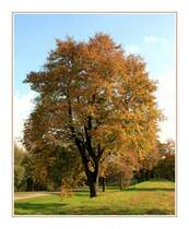 Der Herbst zeigt sich in seinen schnsten Farben - Fotografiert am Schiff-Fahrtskanal in Mlheim-Ruhr