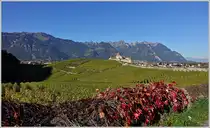 In den Weinreben beim Château Aigle
(18.10.2014)