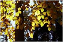 Das letzte Licht des Tages bringt das Buchenlaub zum Leuchten - eine Detailaufnahme - aufgenommen im Oktober 2005 bei Erdmannsdorf.