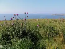 Distelblüten im Bereich Kleiner-Zicker auf der Insel Rügen; 140919