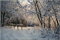 Das rtliche Morgenlicht schafft im frisch verschneiten Crimmitschauer Wald in Chemnitz eine wunderbare Atmosphre. Die Aufnahme entstand im Winter 1996.