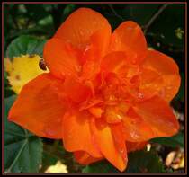 Marienkfer beim Herbstspaziergang auf einer Begonienblte - Fotografiert im Botanischen Garten Duisburg