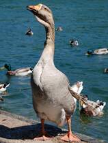 Entenftterung bei der Traun
(Wels 20.05.2007)