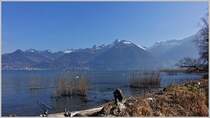 Vom Naturschutzgebiet La Grangettes sieht man im Frühjahr ungehindert über den Genfersee auf die Waadtländer Alpen und die Riviera.
(10.03.2015) 