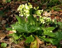 Himmelschl�ssel, erster Fr�hlingsgru� aus den Auenw�ldern in der Rheinebene vom 18.M�rz 2015