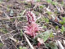 Die Gewöhnliche Pestwurz (Petasites hybridus, Syn. Petasites officinalis), auch Bach-Pestwurz oder Rote Pestwurz genannt ist jetzt auch schon zu sehen; am Ufer der Luhe in Winsen, 25.03.2015

