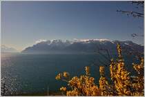Frühling am Genfersee mit Blick vom Lavaux auf die Savoyer Alpen.
(06.04.2015)
