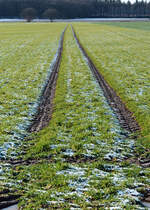 Ackerspur bei Eu-Wißkirchen - 30.01.2015